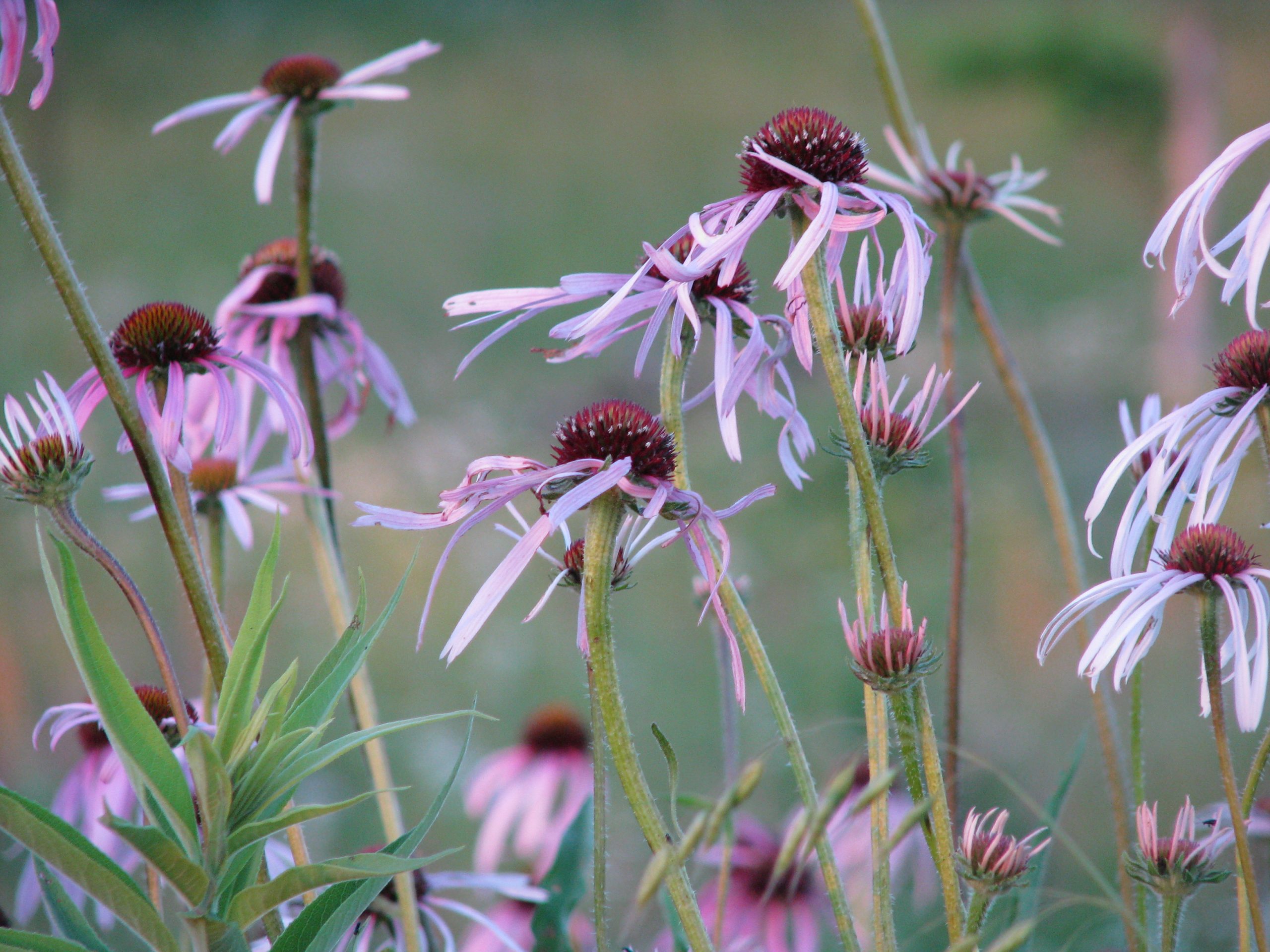 image for pale purple coneflower
