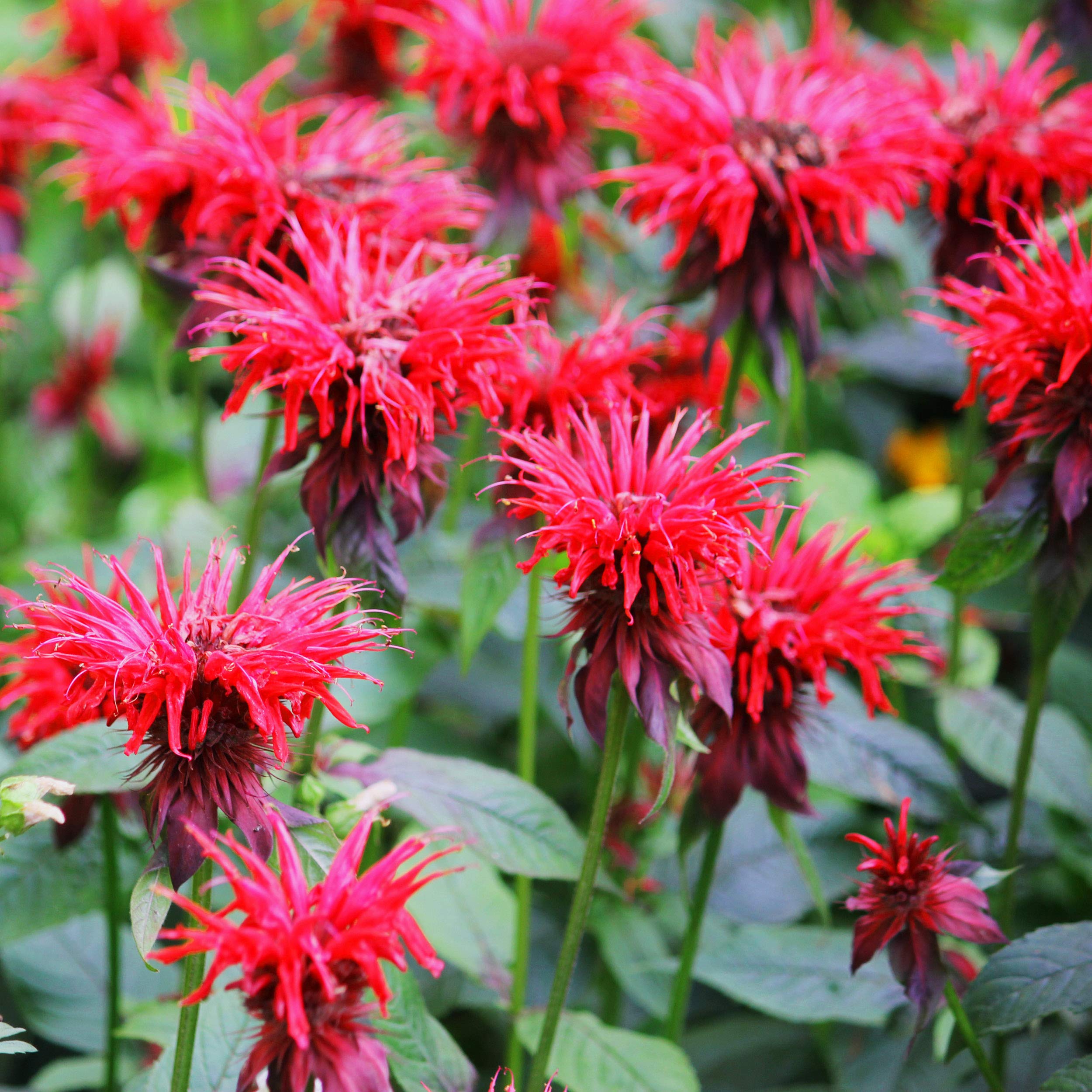 image for scariet bee balm